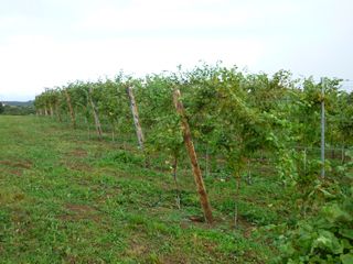 2011 vendimia selz 004