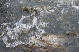 IMG_1257
