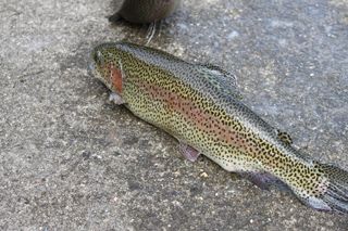IMG_1267
