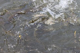IMG_1275