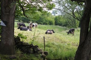IMG_1282