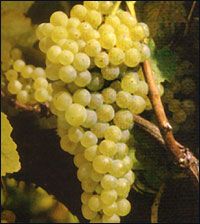 albarino
