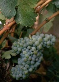 godello