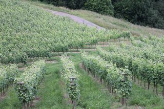nates_014