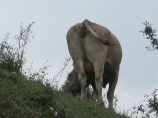 pena_cortes_009