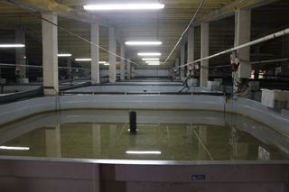 rodecan_008