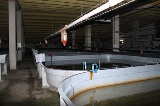 rodecan_009