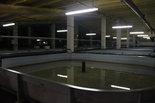 rodecan_010