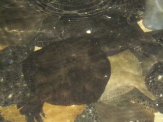 rodecan_026