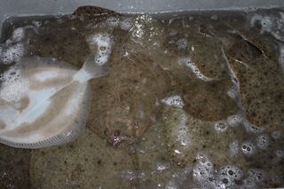 rodecan_038