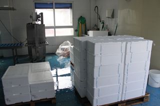 rodecan_044