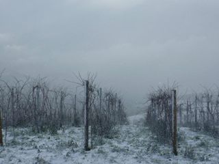 sel daiz nevado 003