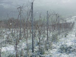 sel daiz nevado 005