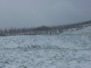 sel daiz nevado 006