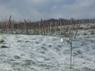 sel daiz nevado 007