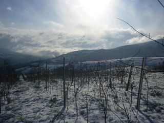 sel daiz nevado 009