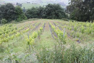semnorio_pas_012