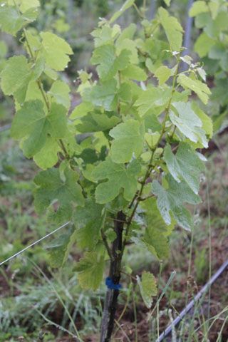 semnorio_pas_017