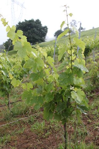 semnorio_pas_018