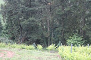 semnorio_pas_021