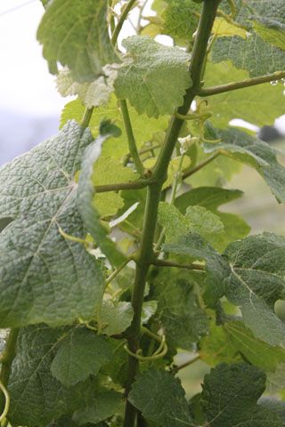 semnorio_pas_048