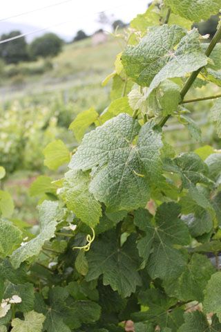 semnorio_pas_049