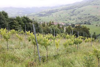 semnorio_pas_052