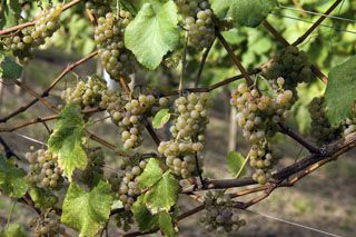 uvas_nates_001