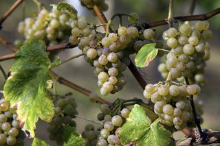 uvas_nates_002