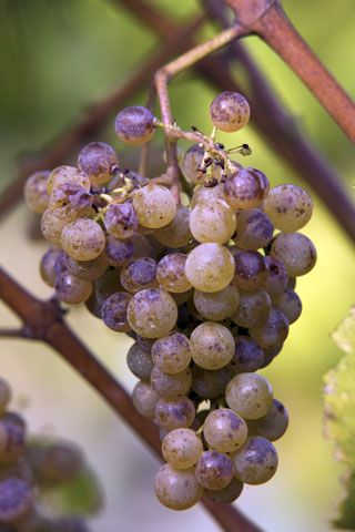 uvas_nates_005
