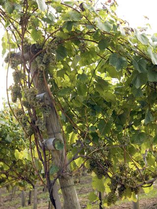 uvas_nates_006