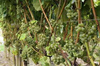 uvas_nates_007