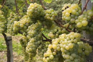 uvas_nates_008