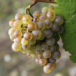 uvas_nates_009