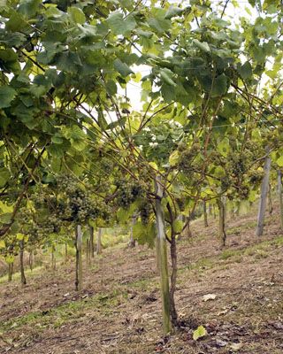 uvas_nates_010