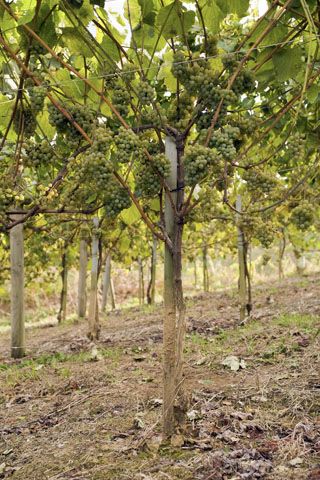 uvas_nates_011