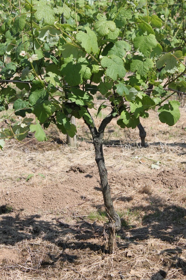 2011 06 casona micaela 015
