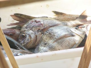 DSCN0701