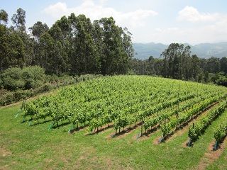 bodega_vida_005