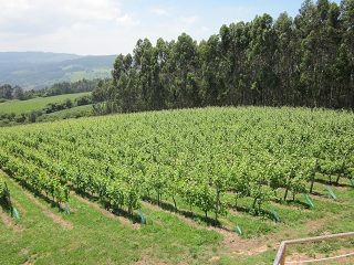 bodega_vida_007