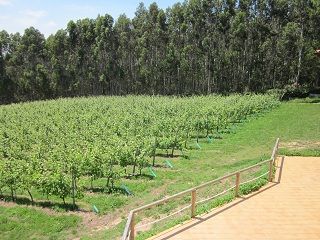 bodega_vida_008