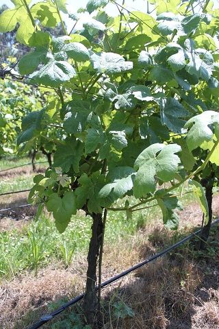 bodega_vida_025