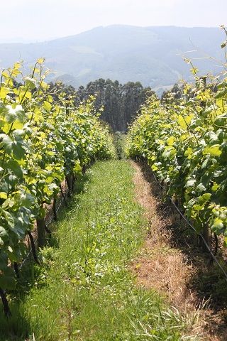 bodega_vida_028
