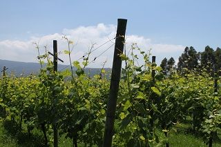 bodega_vida_032