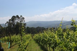 bodega_vida_033