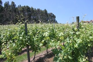 bodega_vida_036