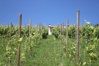 bodega_vida_038