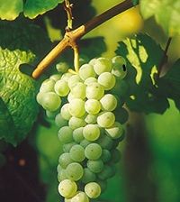 riesling
