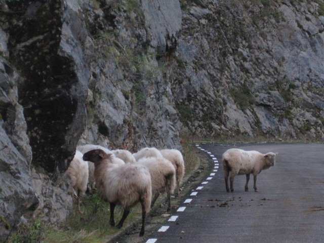 2011 03 branuca bejes 004