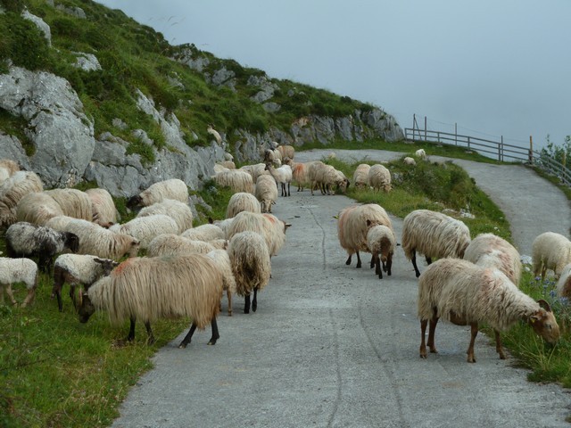 2011 03 branuca bejes 007